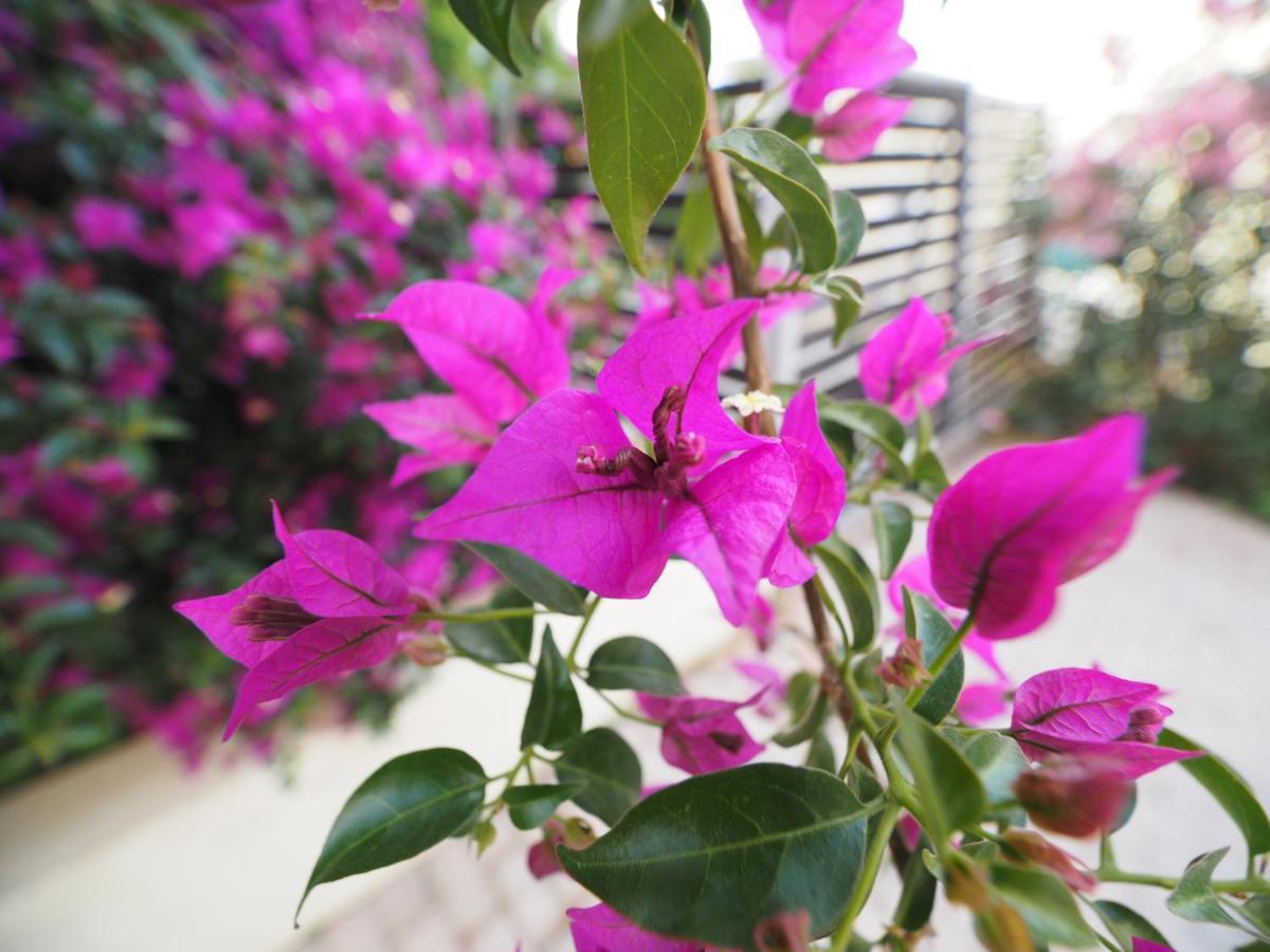 Almyra Hotel Karfas Dış mekan fotoğraf